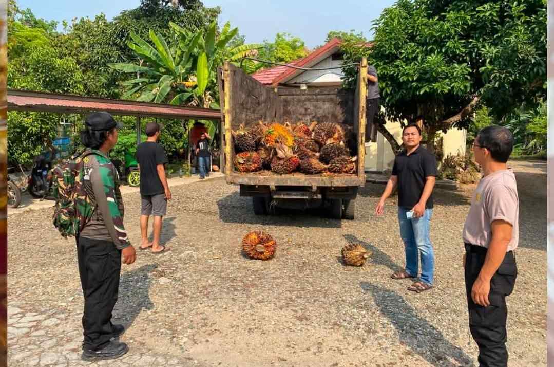 Polisi Tabalong Amankan Pria Bawa 1,2 Ton Sawit dari Kebun KSO di Haruai, Dua Pelaku Lain Diburu