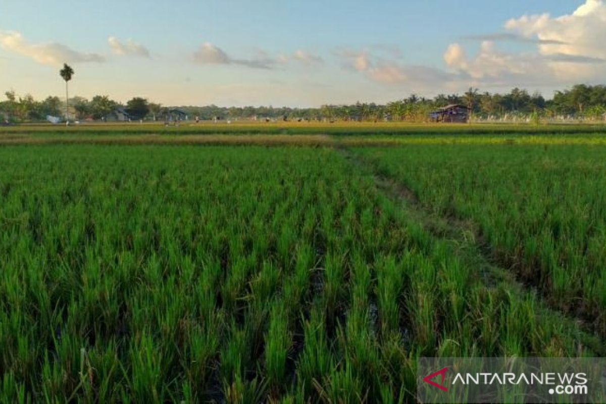 DKPP Belitung Jalankan 5 Langkah Strategis Kejar Target Produksi Padi 1.691 Ton di Lahan 545 Hektare