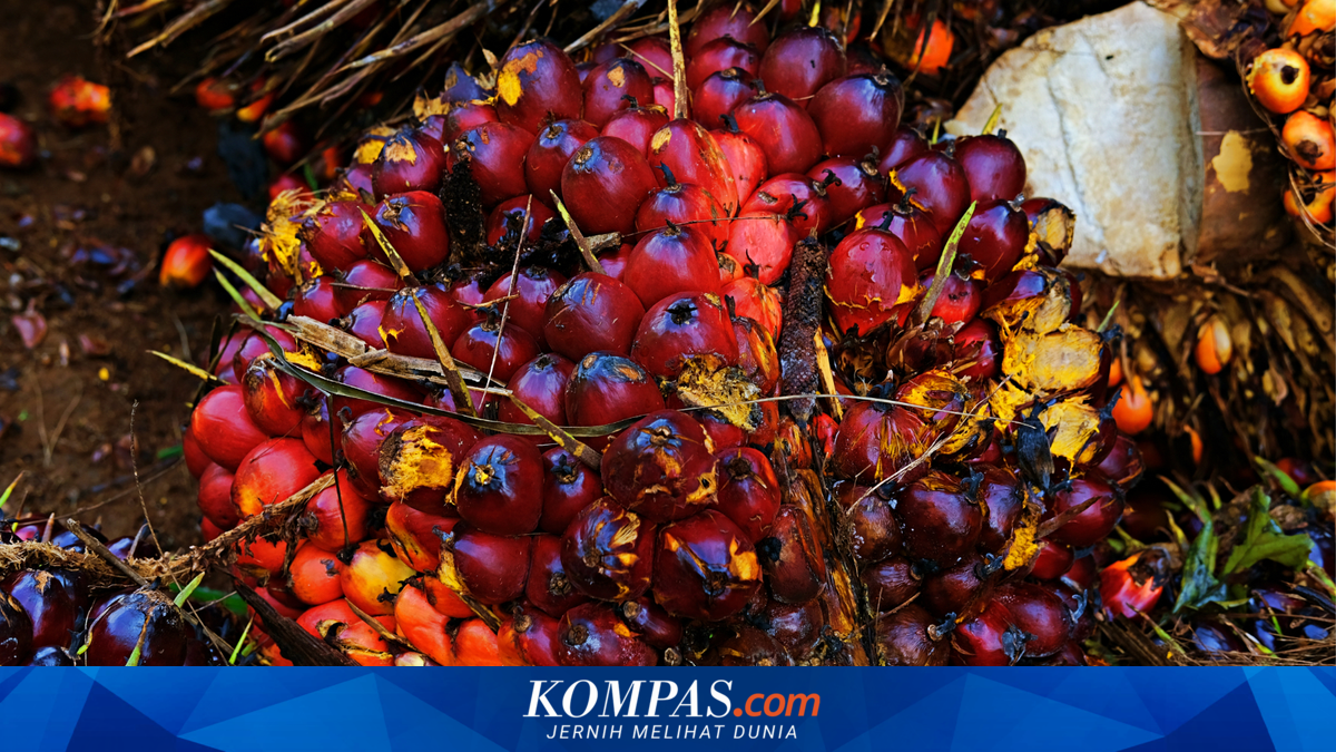 Harga Sawit Anjlok di Kalteng, Disbun Tetapkan Harga Acuan TBS Rp 3.493 per Kilogram untuk Periode Dua Pekan