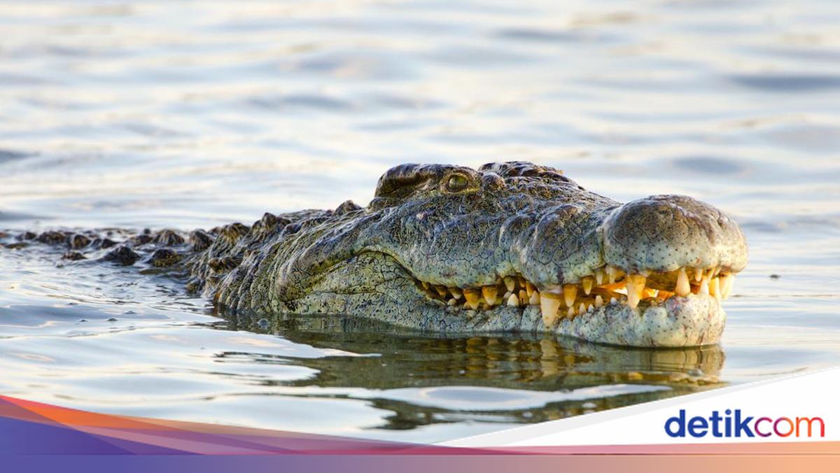 Calon Pengantin Asal Bandung Barat Tewas Diterkam Buaya di Sungai Banyuasin, Jasad Ditemukan Tepat di Hari Ulang Tahun