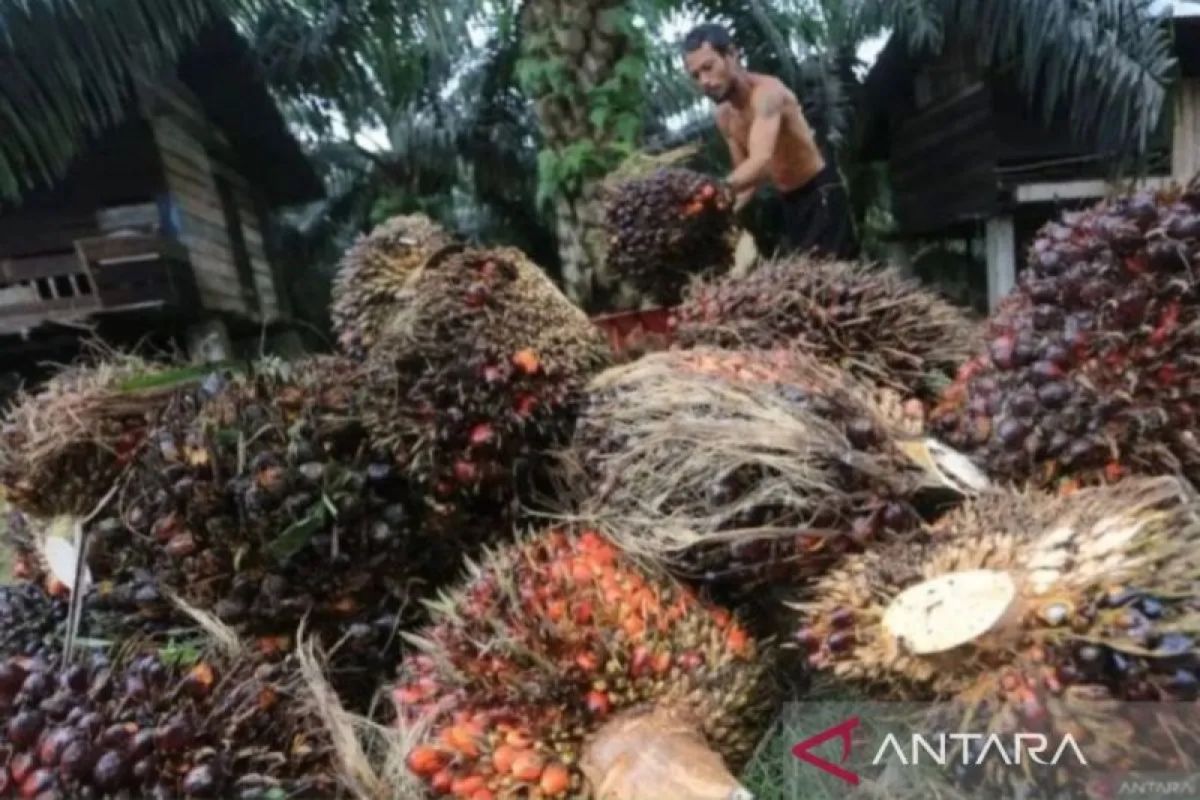 Harga CPO Anjlok 2,78 Persen di Juli 2026, Kemendag Sebut Permintaan Global Melemah
