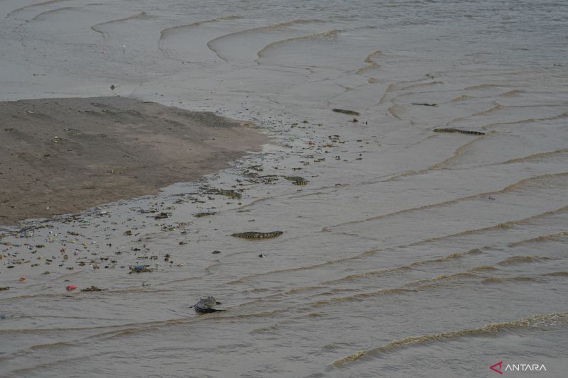 36 Buaya Muara Huni Sungai Palu, Warga Diimbau Waspada saat Beraktivitas di Pesisir