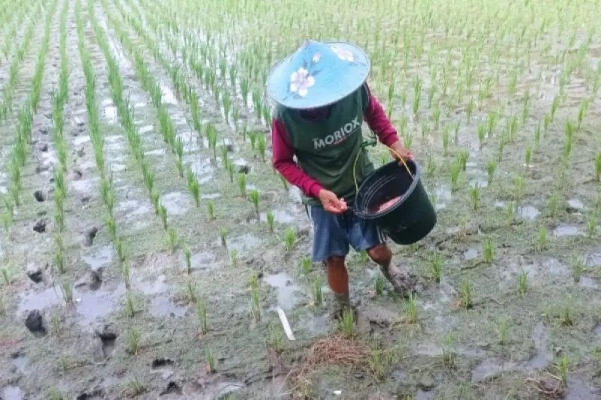 Distan Lebak Jamin Stok Pupuk Bersubsidi Aman hingga Desember 2026, Serapan Urea Baru 23 Persen