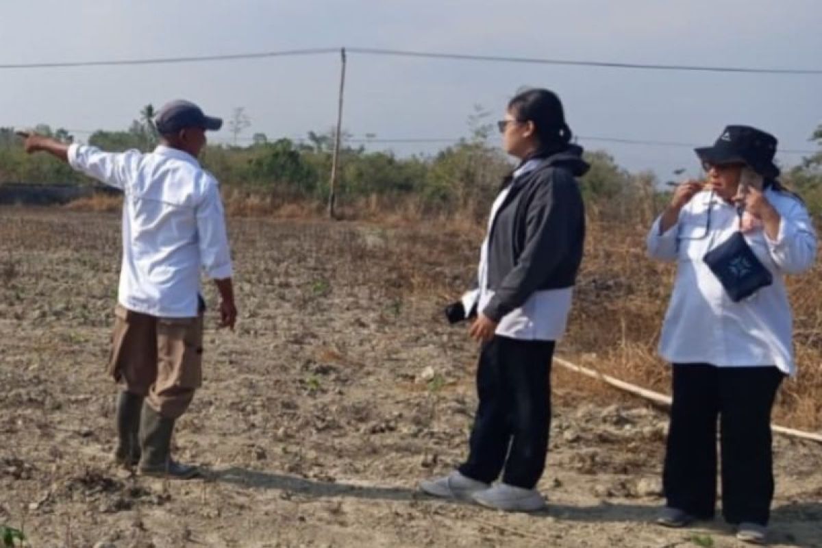 BBRMP Maluku Kembangkan Ubi Kayu di Makariki, 2 dari 3 Hektare Lahan Sudah Ditanam