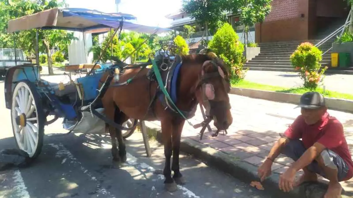 Tergerus Zaman, Dokar Tradisional di Jembrana Nyaris Punah: Tersisa Enam Unit, Kusir Renta Menanti Keajaiban Penumpang