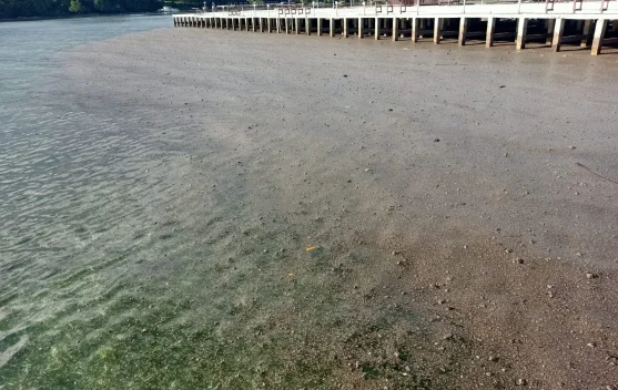 BPBD Biak Numfor Pastikan Batu Apung di Pesisir Pantai Tidak Berbahaya, Begini Hasil Uji di Lapangan