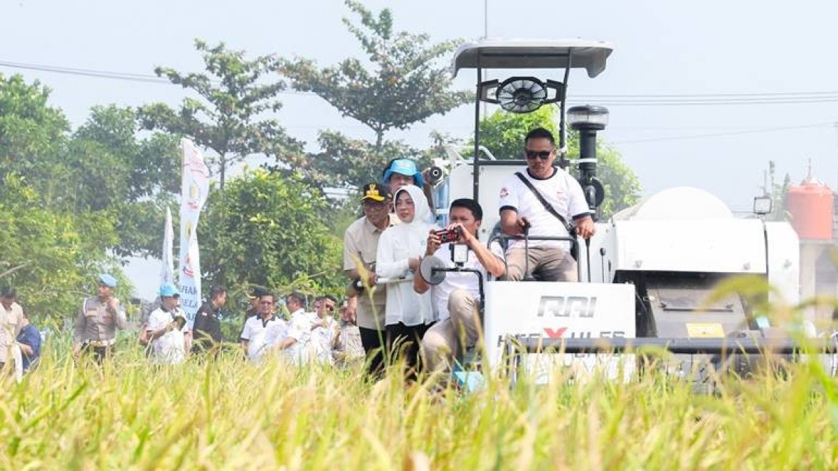 Gubernur Banten Andra Soni Panen Raya Padi 1.500 Hektare di Pandeglang, Target Produksi Capai 1,8 Juta Ton