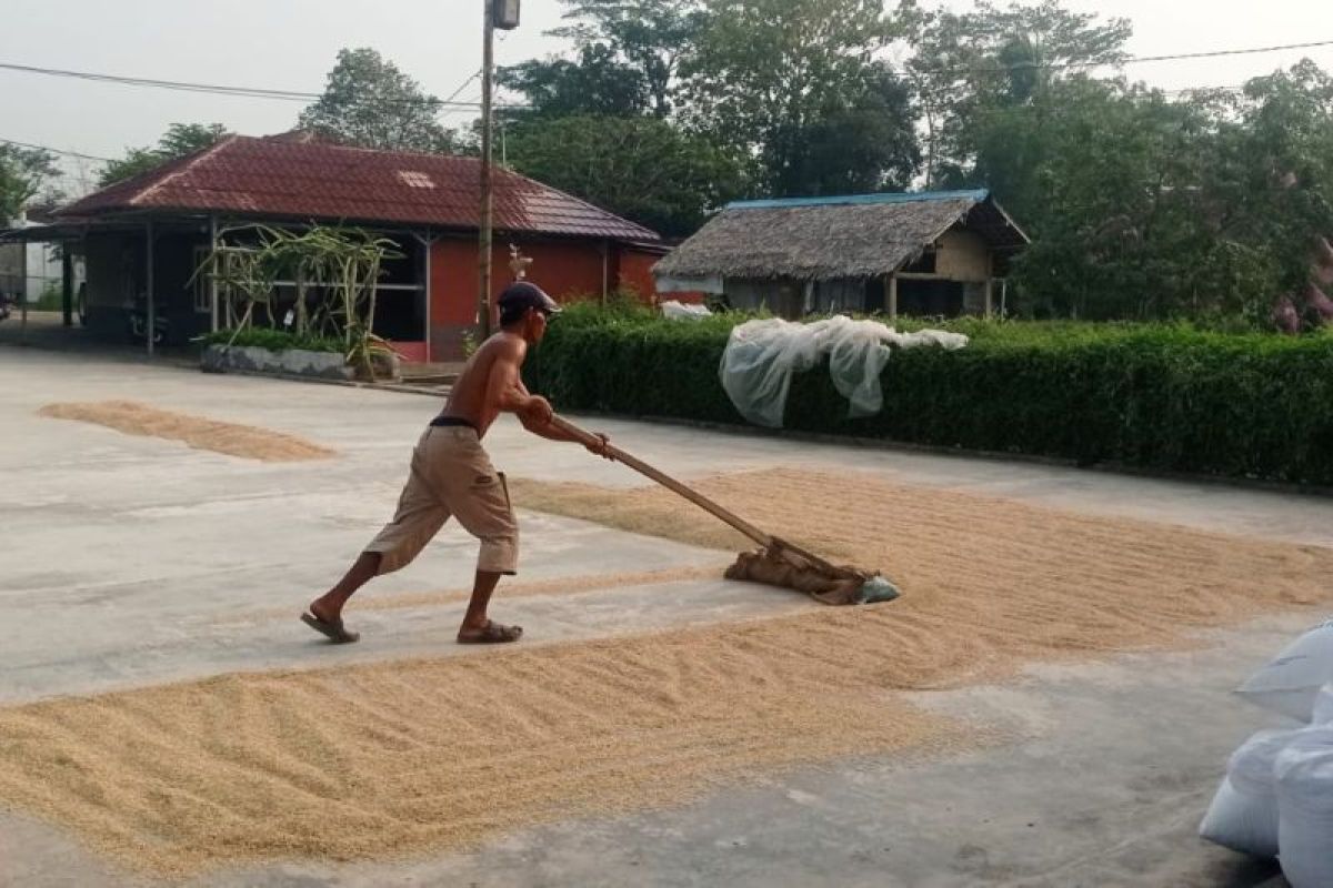 Produksi Beras Lebak Surplus 191.477 Ton hingga 2027, Dinas Pertanian Pastikan Stok Aman