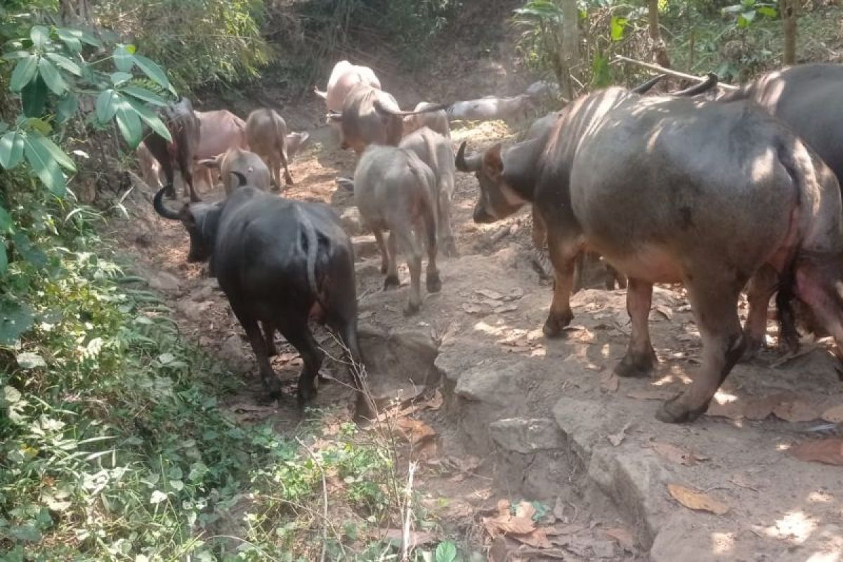 Pemkab Lebak Genjot Populasi Kerbau Lewat Inseminasi Buatan, Peternak Raup Omzet Rp150 Juta per Tahun