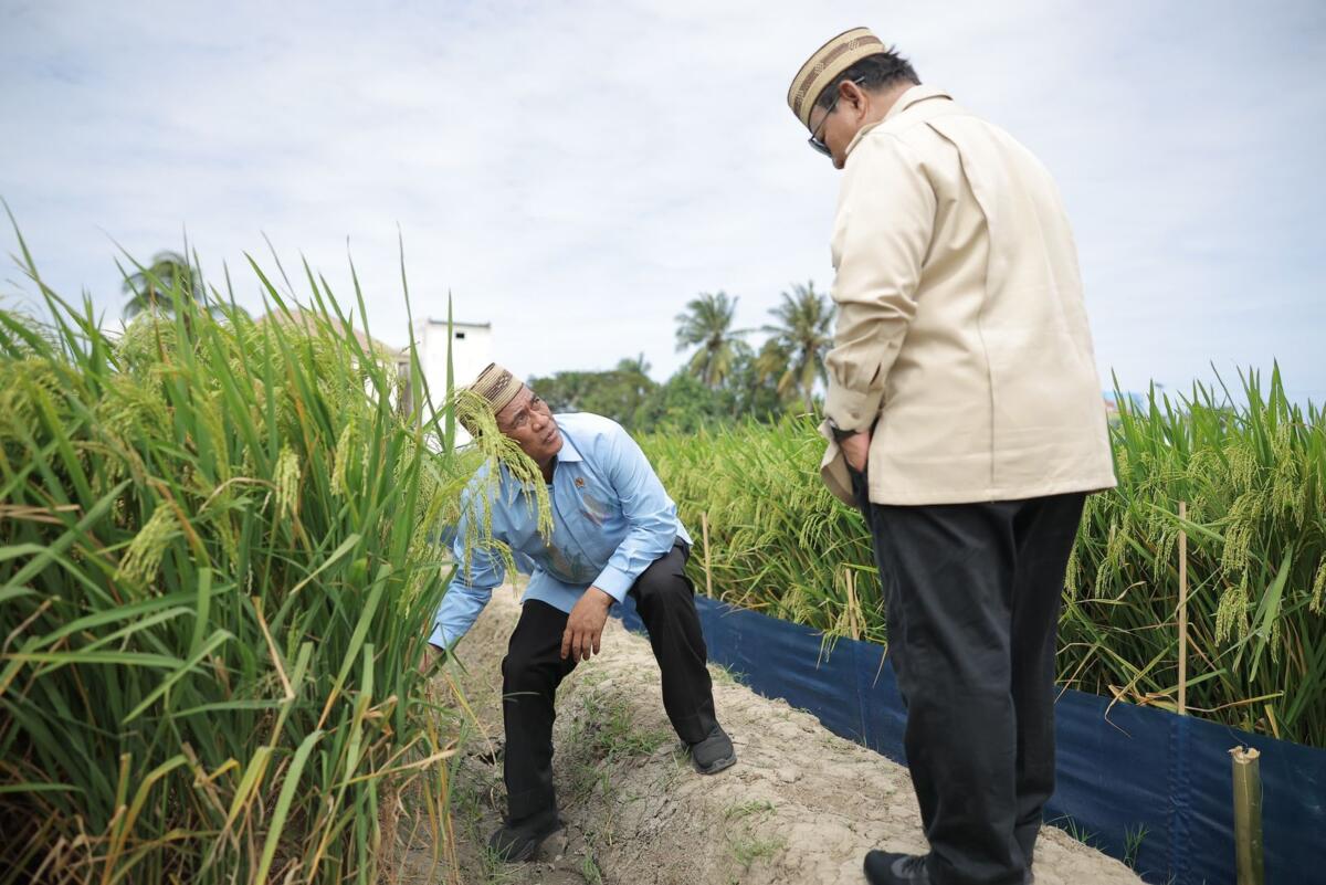 Pemerintah Target Cetak 2.000 Hektare Sawah Baru di Papua Pegunungan pada 2026, Dukungan Penuh dari Tokoh Adat dan Pemuda
