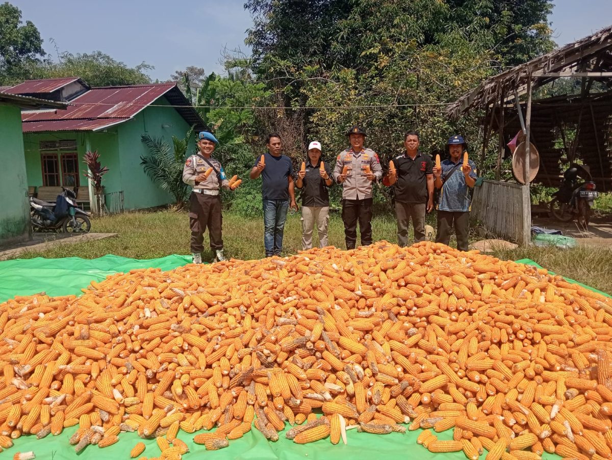 Kapolsek Mempawah Hulu Turun ke Lahan Panen Raya Jagung di Desa Sala'as, Hasilnya Bakal Dipasarkan Lewat Polsek