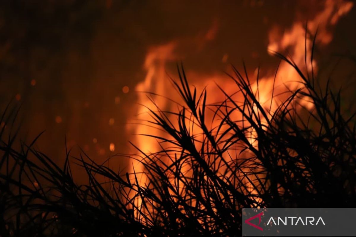 BPBD Palembang Padamkan Kebakaran Lahan di Sako dan Sematang Borang, Lebih dari Satu Hektare Terbakar