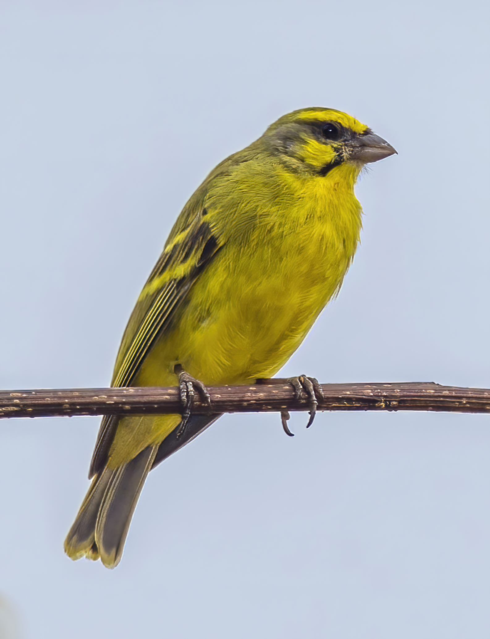 Tips Merawat Burung Kicau agar Rajin Bunyi dan Sehat