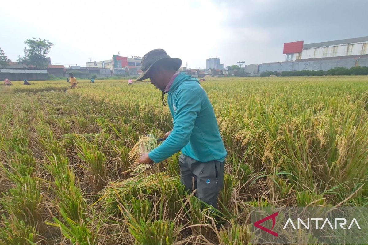 Kabupaten Bandung Perbaiki 546 Daerah Irigasi Sawah, Siapkan Rp334 Miliar Antisipasi El Nino