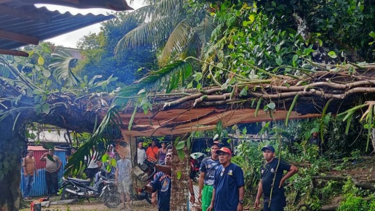 Pohon Tumbang Timpa Rumah di Lateri Ambon Saat Cuaca Ekstrem