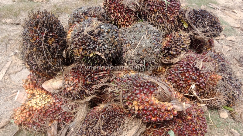 Harga TBS Sawit di Sergai Stagnan Rp 2.500 per Kg, Petani Keluhkan Oknum Agen Tampung Buah Curian