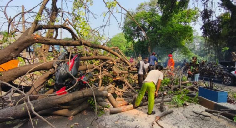 Pohon Tumbang di Jalan Daan Mogot Tangerang Ditabrak Pengendara Motor, Satu Orang Luka Ringan