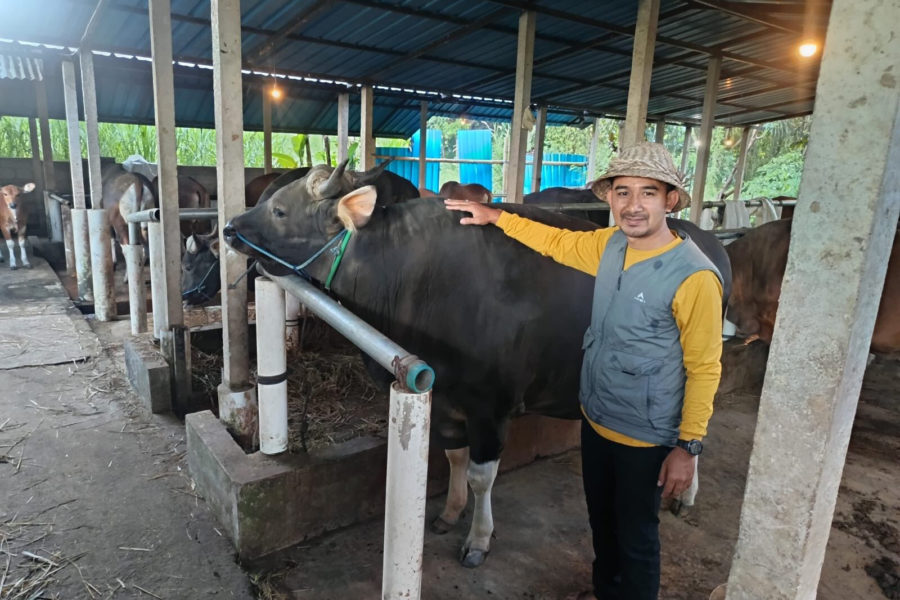 Peternak Muda Gianyar I Kadek Astitiya Berhasil Kirim Sapi Kurban 