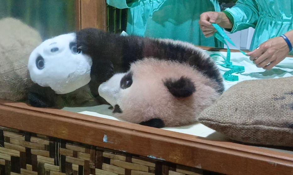 Lahir di Taman Safari Bogor, Baby Panda “Rio” Jadi Panda Ke-11 di Luar China, Diberi Nama oleh Presiden Prabowo