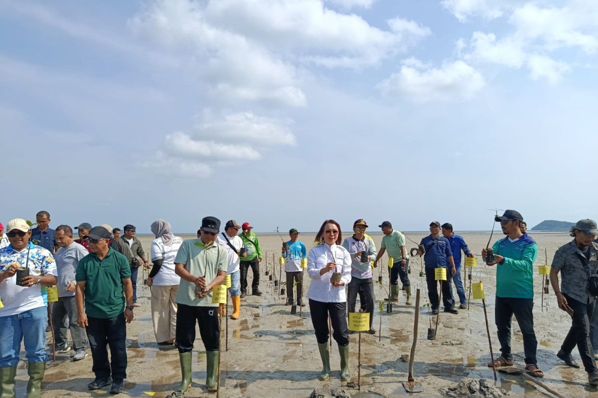 DLH Belitung Tanam 1.000 Bibit Mangrove di Pantai Batu Bedil, Libatkan PT Timah hingga KKN UGM