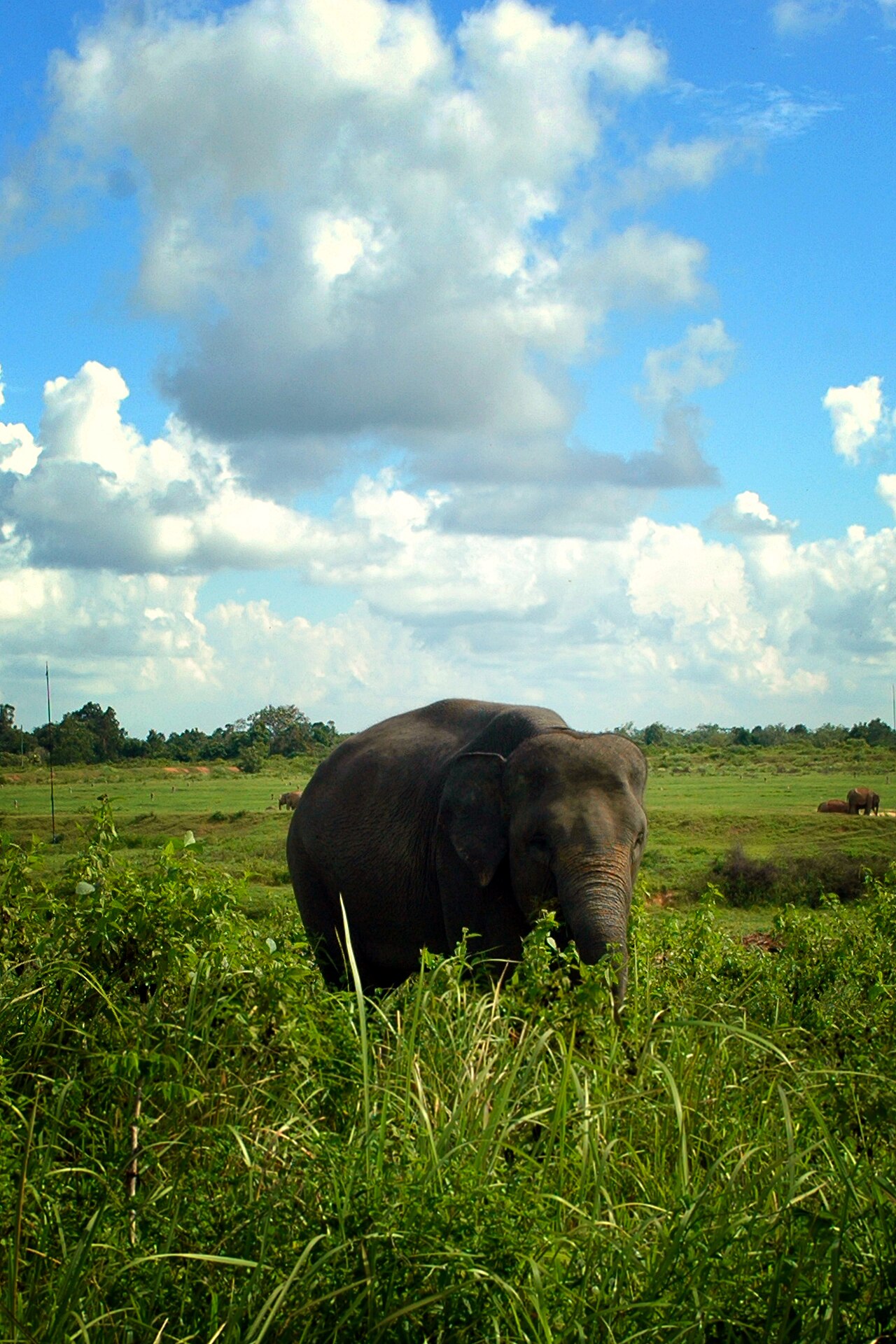 Taman Nasional Way Kambas, Rumah Konservasi Gajah Sumatera di Lampung
