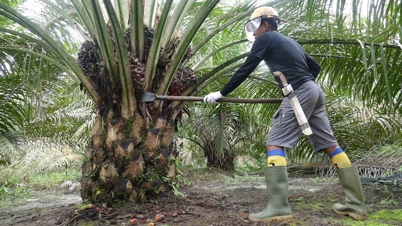 Harga TBS Sawit di Kalimantan Timur Naik Lagi, Petani Plasma Petik Untung dari Kenaikan CPO Global