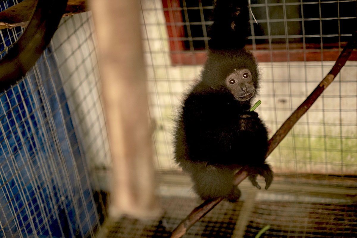Puluhan Owa Siamang Bekas Peliharaan Warga Direhabilitasi di Palembang, Satu Ekor Positif Herpes Harus Tinggal Seumur Hidup di Kandang