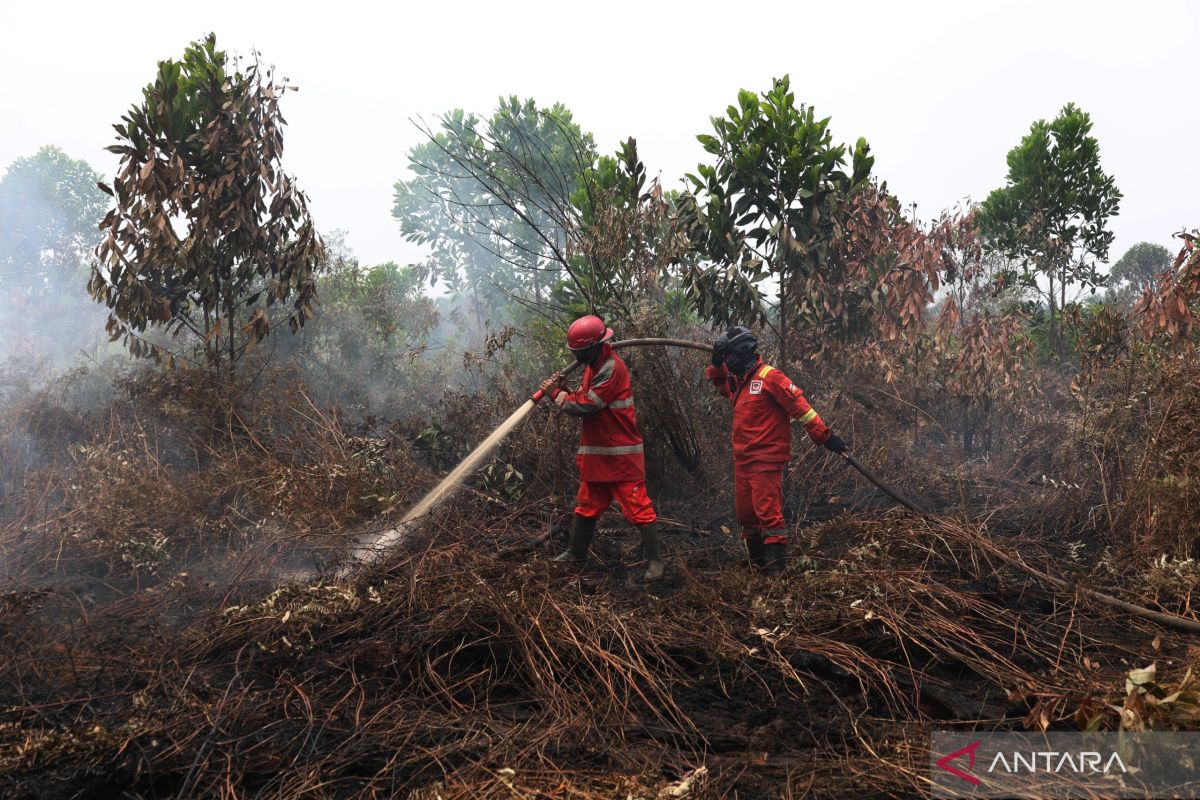 Link-AR Borneo Desak Investigasi dan Penindakan Korporasi di Balik 6.526 Titik Panas Karhutla Kalimantan Barat