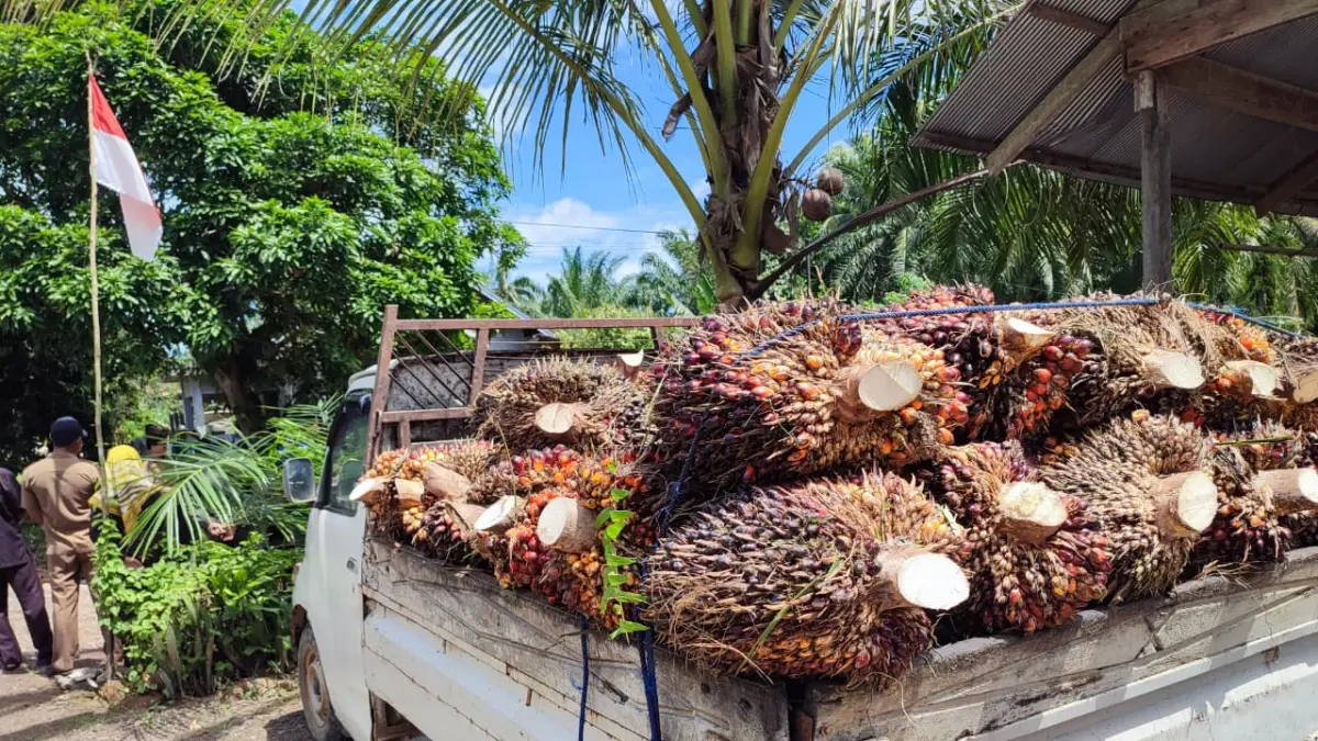 Harga Sawit Anjlok di Paser, Petani Mulai Merugi dan Tunda Panen