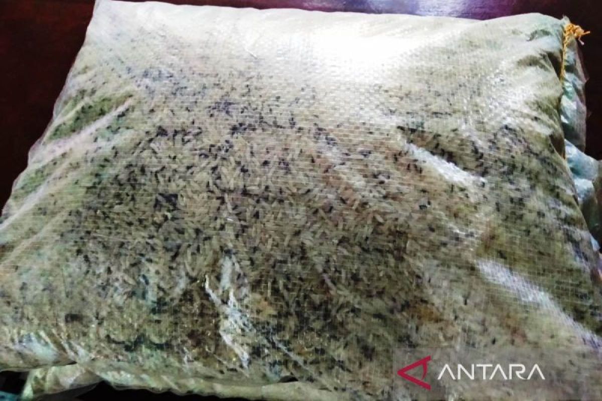 Beras Bantuan Bencana di Aceh Barat Rusak dan Berkutu, Dinsos Sortir 390 Karung demi Antisipasi Cuaca Ekstrem