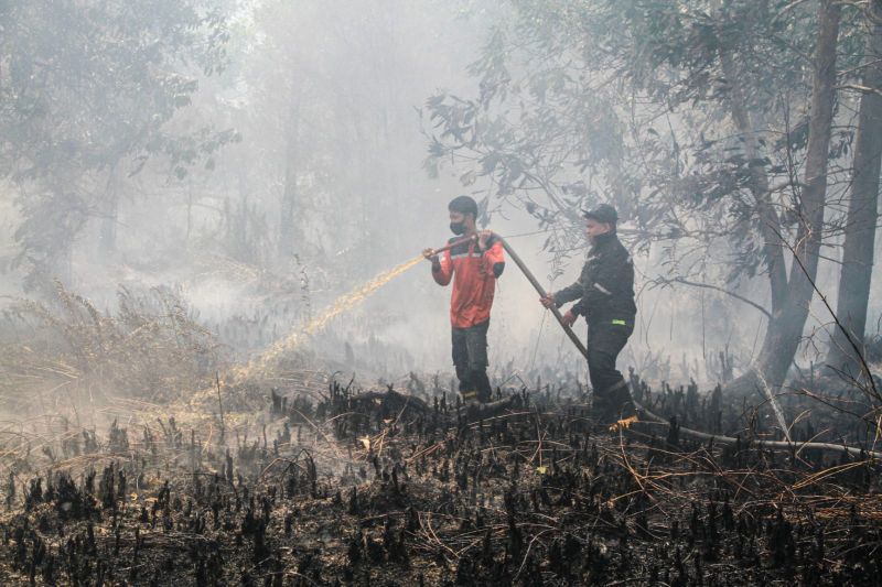 298 Karhutla Melanda Palangka Raya Selama Musim Kemarau, 261 Hektare Lahan Hangus