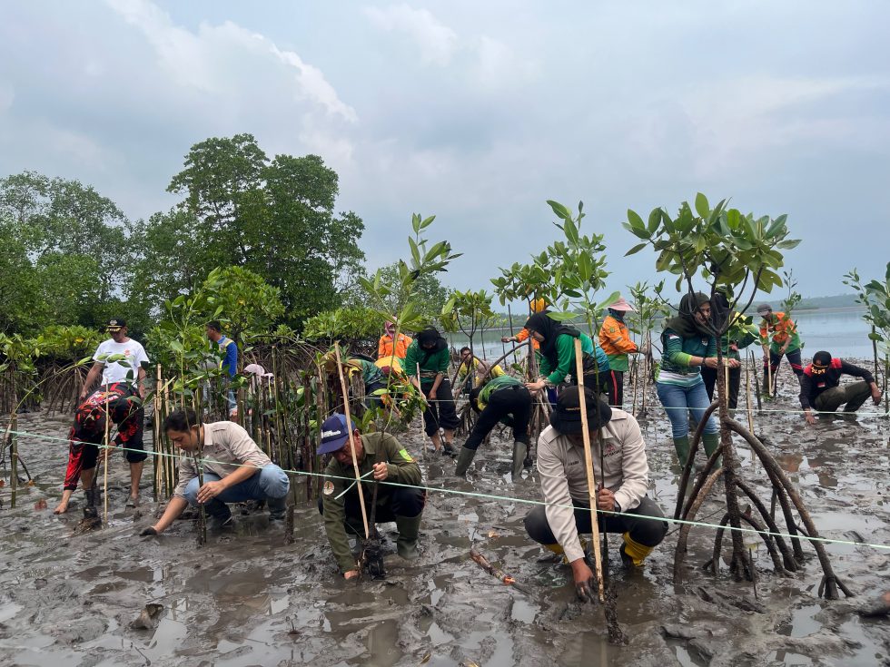 DLH Natuna Tanam 600 Bibit Mangrove Bersama Puluhan Relawan di Pesisir Pering, Peringati Hari Mangrove Sedunia