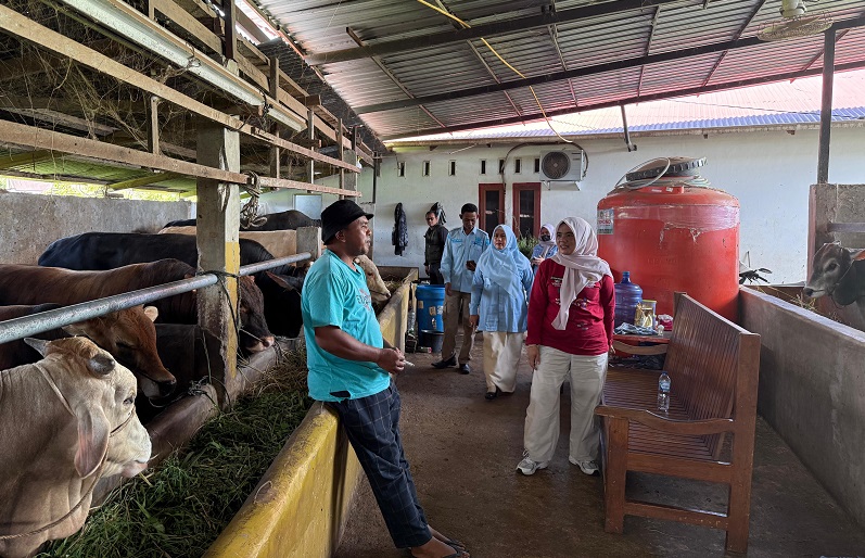 Stok dan Harga Hewan Kurban di Kabupaten Solok Aman, Pemkab Turun ke Peternakan untuk Periksa Kesehatan Ternak Jelang Idul Adha