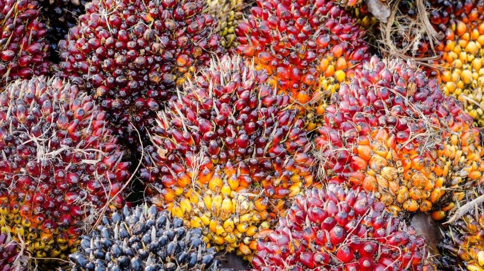 Harga TBS Sawit Dharmasraya Stabil di Atas Rp3.200 per Kg, PT AWB Bayar Petani Mitra Paling Tinggi