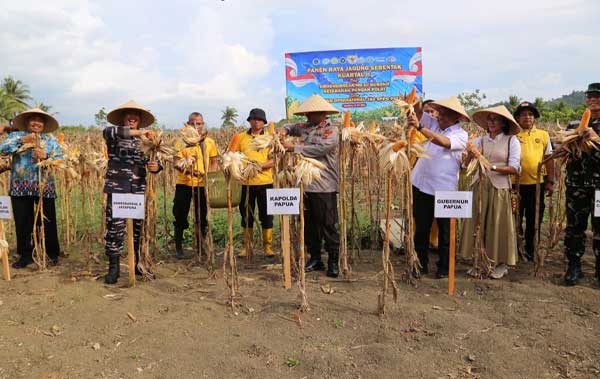 Polda Papua Panen Raya Jagung 64,35 Ton Kuartal II, Naik 264 Persen Dibanding Tahun Lalu