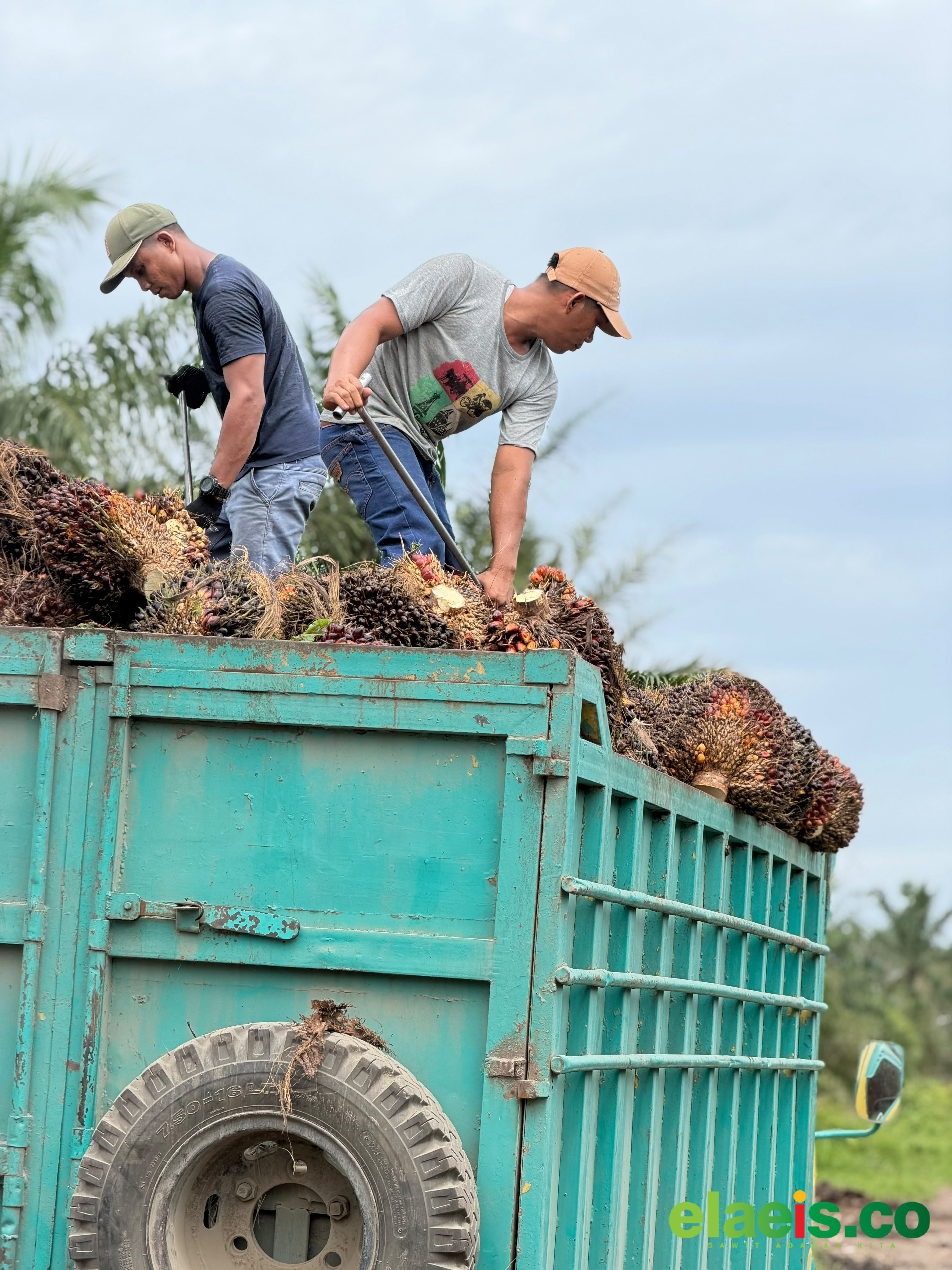 Harga Sawit Petani Plasma di Jambi Ditetapkan Rp3.706,58 per Kg, Petani Swadaya Masih Terima Lebih Rendah