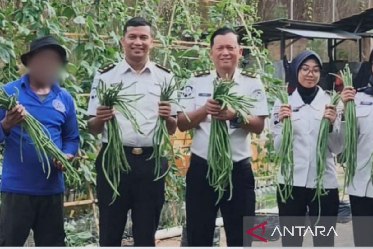 Lapas Narkotika Samarinda Panen Puluhan Kilogram Sayur dari Lahan Sempit, Bekali WBP Keterampilan Agribisnis