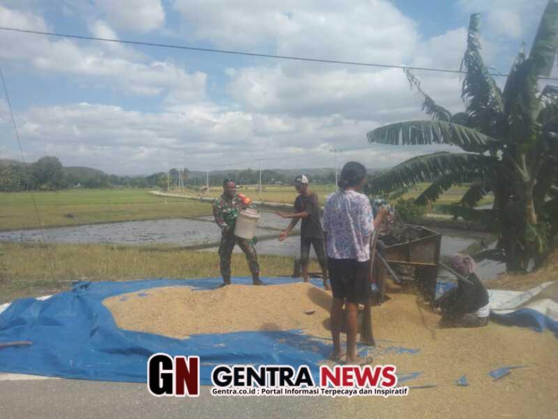 Babinsa Kodim 1601/Sumba Timur Turun Jemur Padi Milik Petani di Mauliru, Bentuk Dukungan Ketahanan Pangan