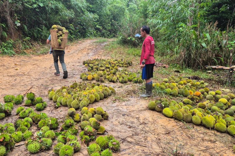 Musim Durian di Tahura Bukit Benyawai Lamandau, Harga Rp 10 Ribu untuk Tiga Buah Bisa Dinikmati Langsung dari Kebun