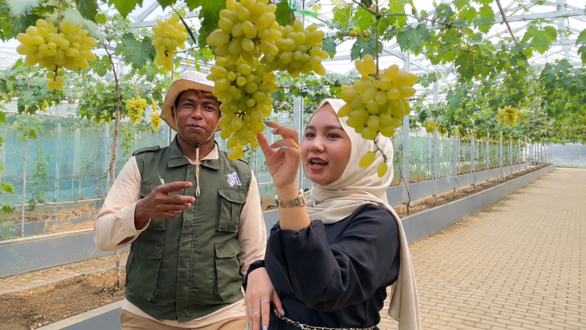 Alamanda Farmhouse: Kebun Anggur Terbesar di Palembang, Tiket Rp15.000 Bisa Petik Langsung