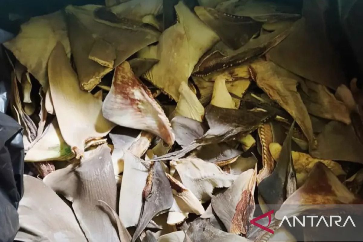 Karantina Maluku Awasi Pengiriman 103,65 Kg Sirip Hiu Kering dari Ambon ke Manado