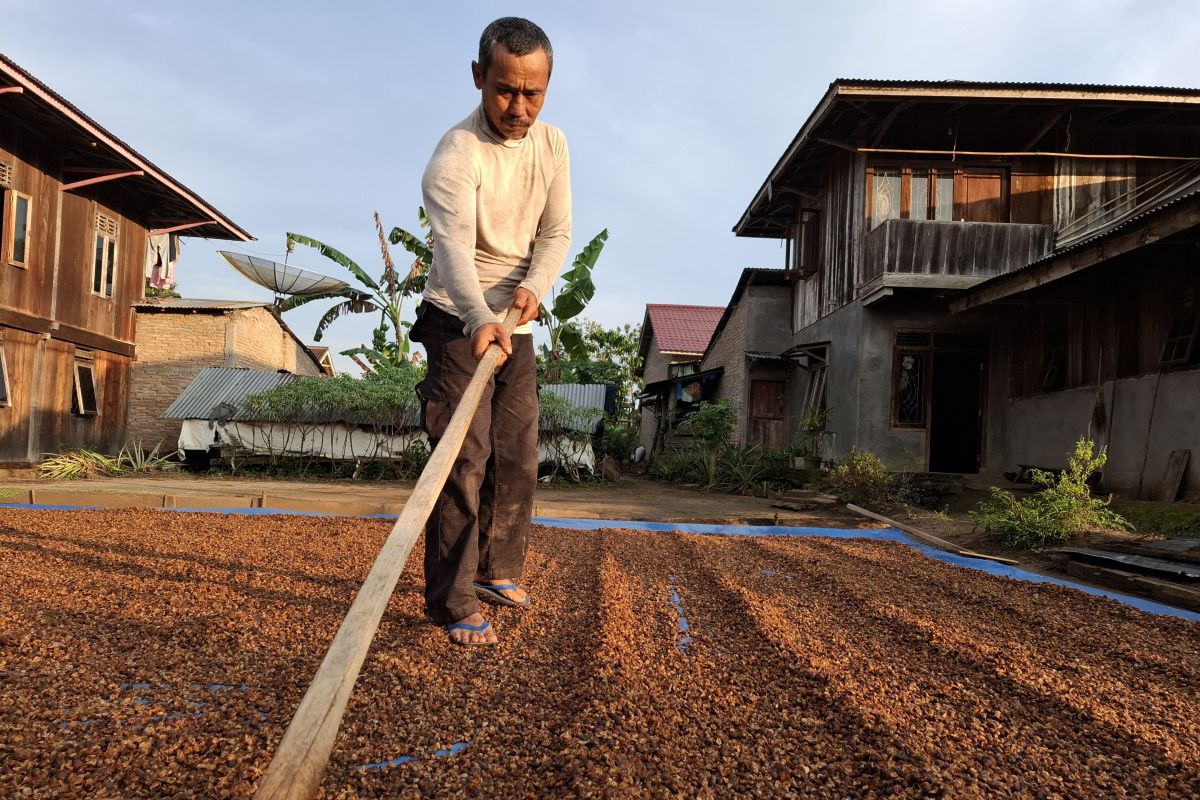 Lampung Terima Bantuan Bibit Perkebunan Rp210,58 Miliar untuk 30.050 Hektare, Tebu Dapat Jatah Terbesar