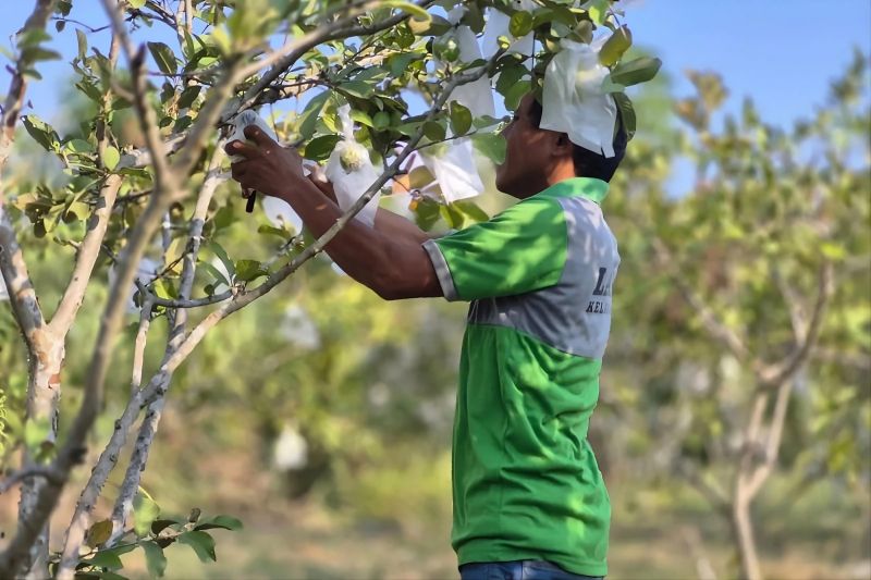 Lapas Palu Panen 80 Kg Kangkung di Lahan SAE Langaleso, 11 Warga Binaan Dilatih Bertani