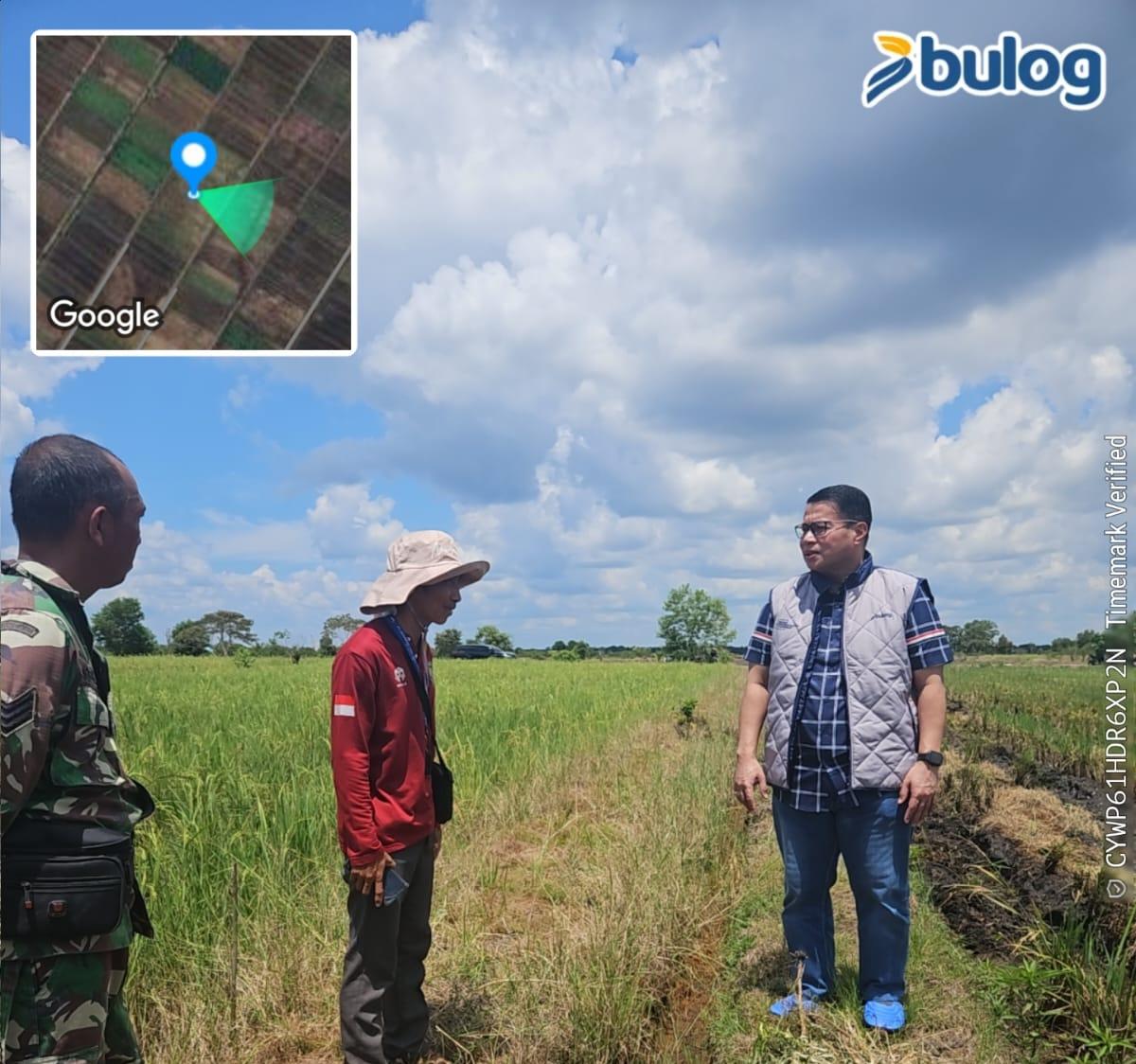 BULOG Tembus 3 Juta Ton Serapan Gabah-Beras Petani Nasional, Stok Cadangan Pemerintah Tembus Rekor 5 Juta Ton