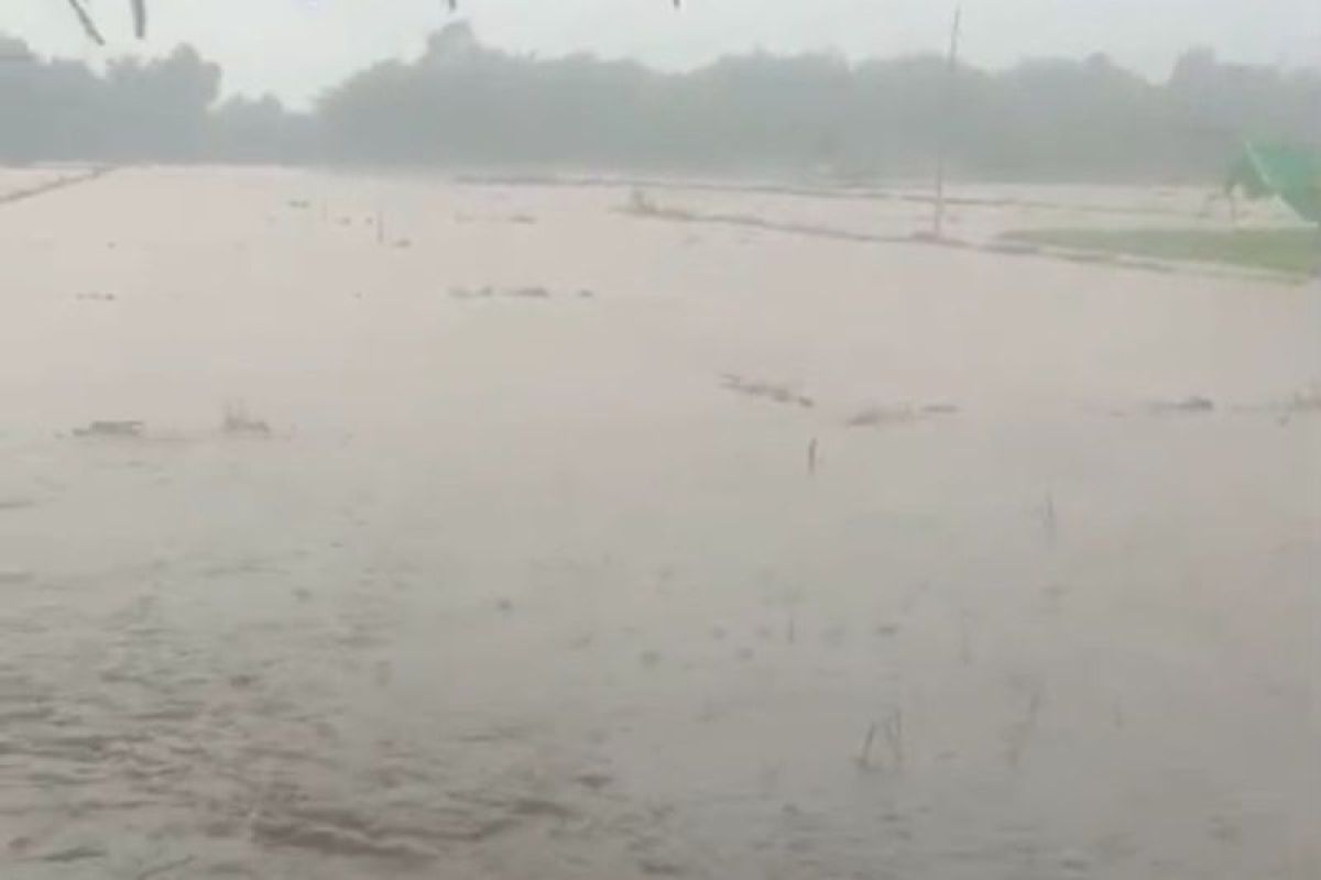 Banjir Rendam 20-30 Hektare Sawah di Simeulue, Petani Desa Lataling Terancam Gagal Panen