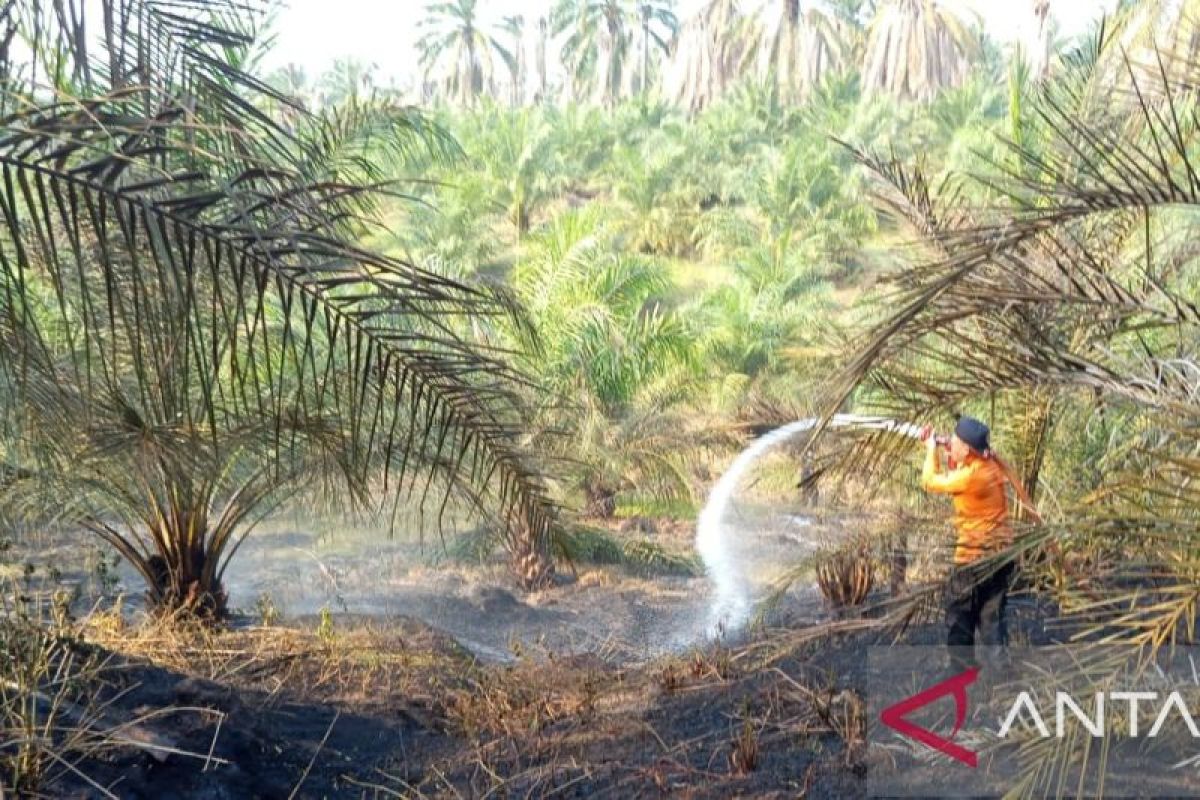 BPBD Muara Enim Padamkan Karhutla di Lahan Sawit Desa Muara Harapan, Luas Area Terbakar Capai Satu Hektare