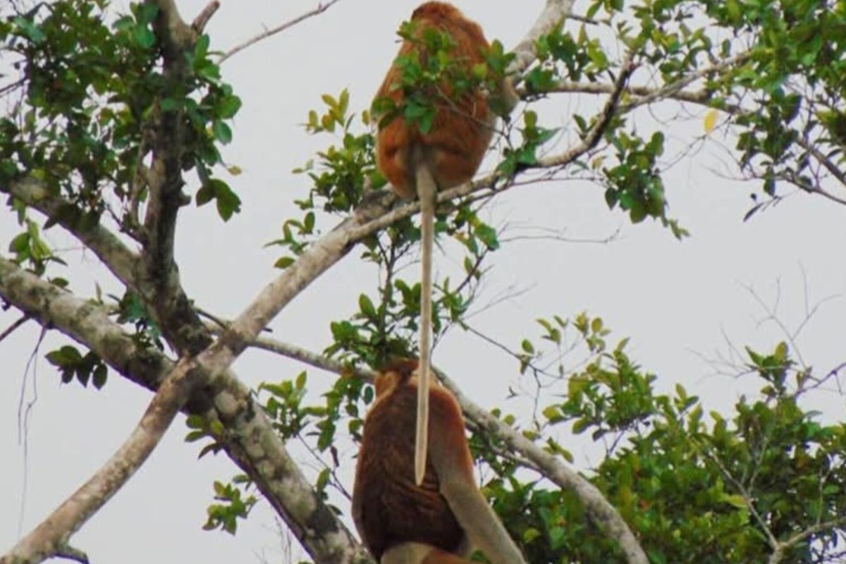 Karhutla di Tapin Belum Capai Habitat Bekantan Sungai Rutas, Kader Konservasi Waspadai Periode Kritis Oktober