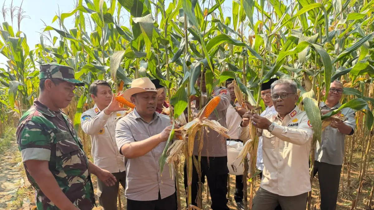 BUMDes Maju Makmur Sukoharjo Panen Raya Jagung di Lahan Tepi Bengawan Solo, Target Jadi Agrowisata Edukasi