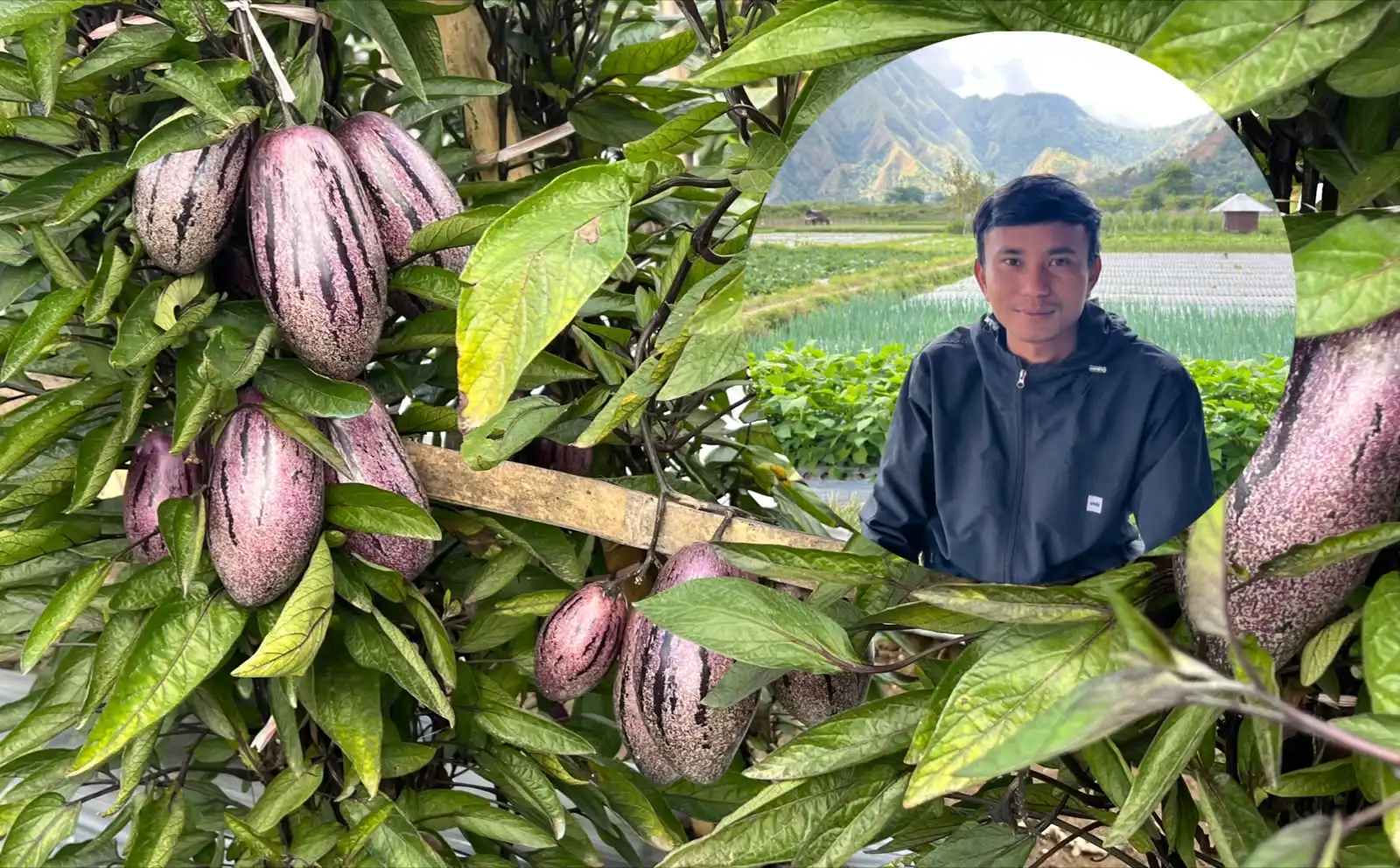 Pengacara di Sembalun Kembangkan Ribuan Pohon Melon Pepino Jadi Agrowisata, Sempat Diremehkan