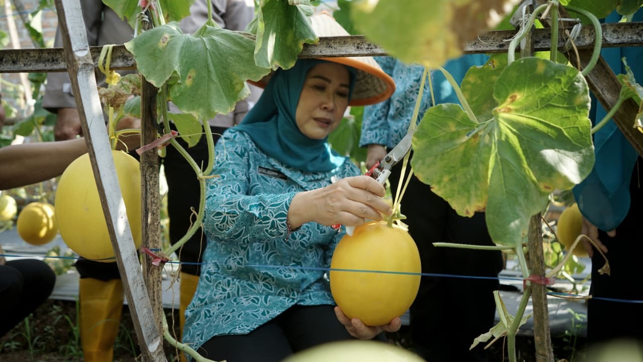 Ketua TP PKK Sumsel Febrita Lustia Panen Melon di OKU, Dorong Ketahanan Pangan dari Pekarangan Rumah